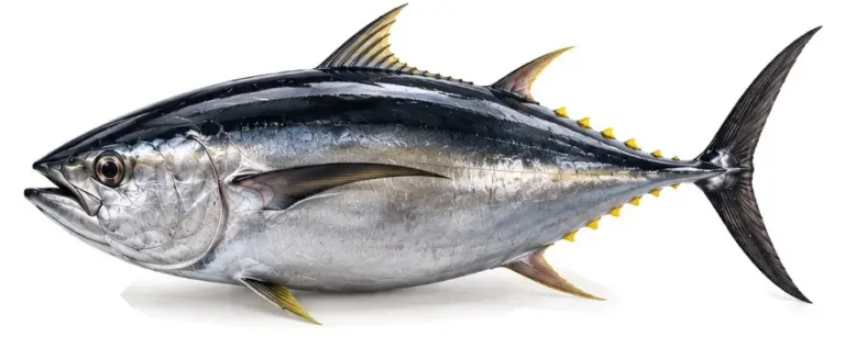 Atún patudo (Thunnus obesus)