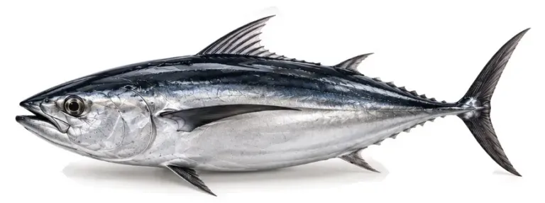 Bonito del norte (Thunnus alalunga)