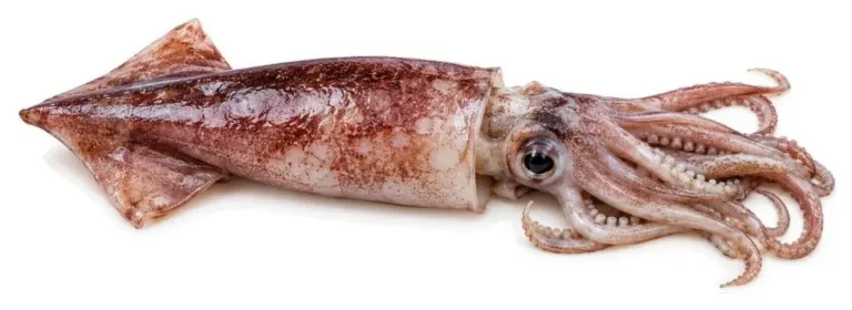 Calamar patagónico entero (Illex argentinus)