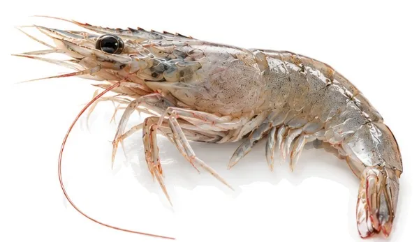 Camarón entero (HOSO) (Litopenaeus vannamei)
