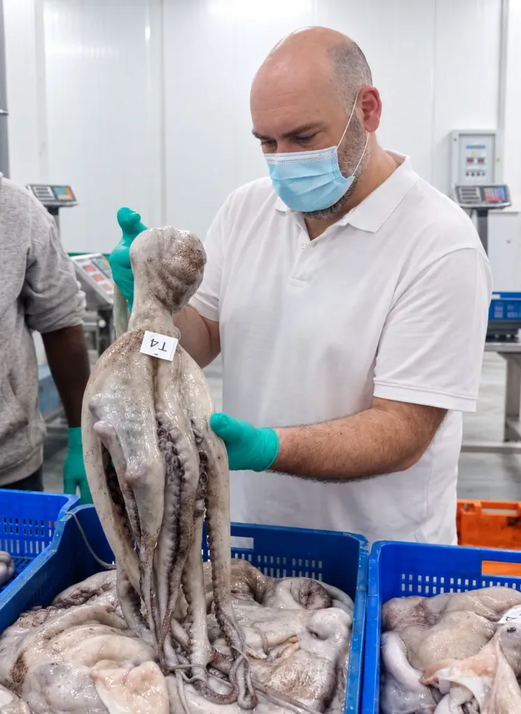 Control de calidad del pulpo en planta
