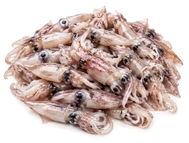 Puntilla (Alloteuthis subulata)