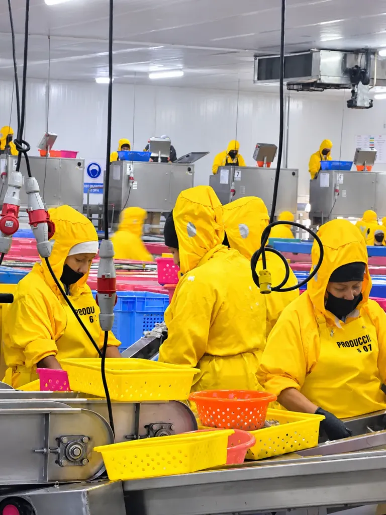 Selección de producto en planta